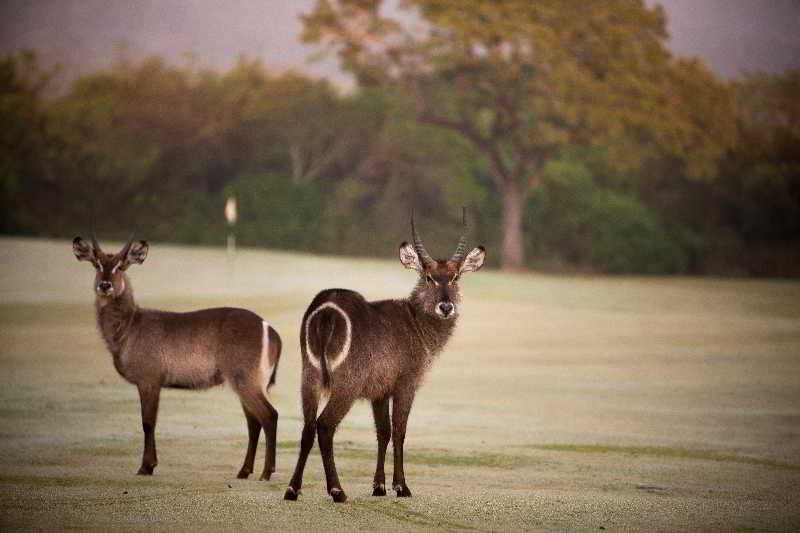 Nkonyeni Lodge&Golf Estate Ngwempisi Eksteriør billede